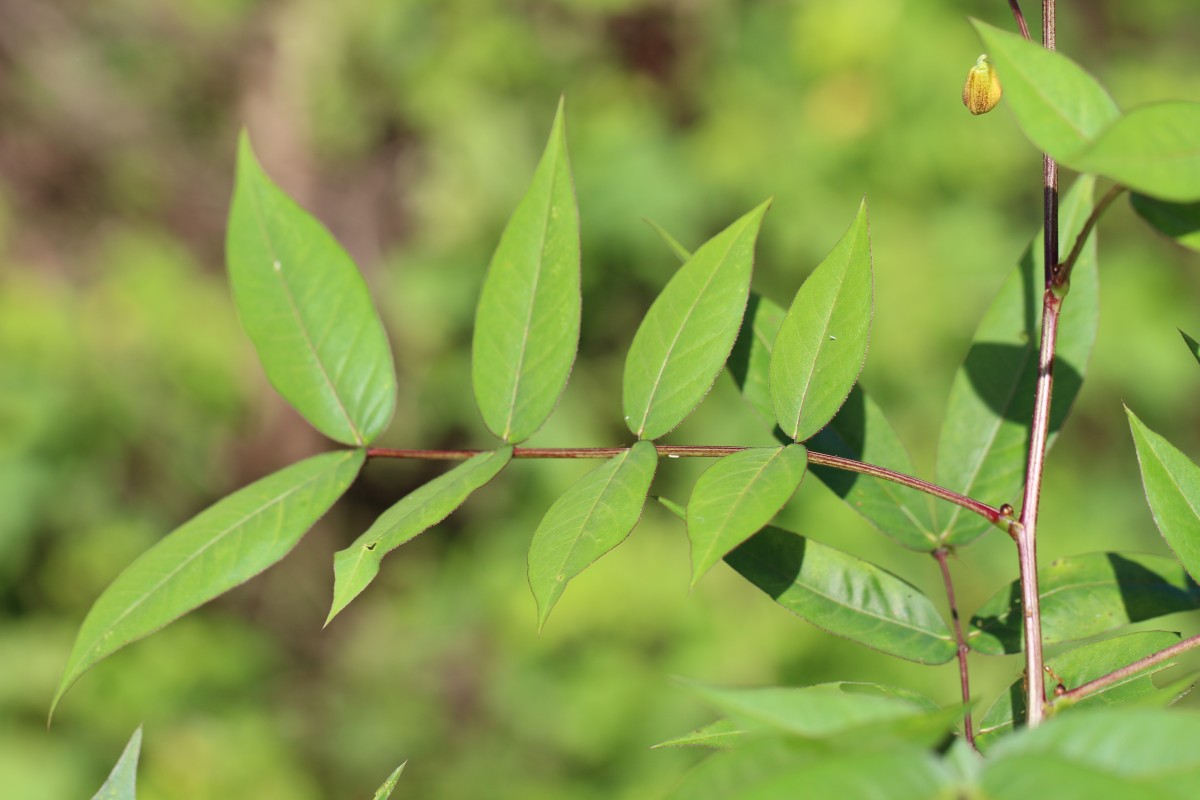 Senna occidentalis (L.) Link